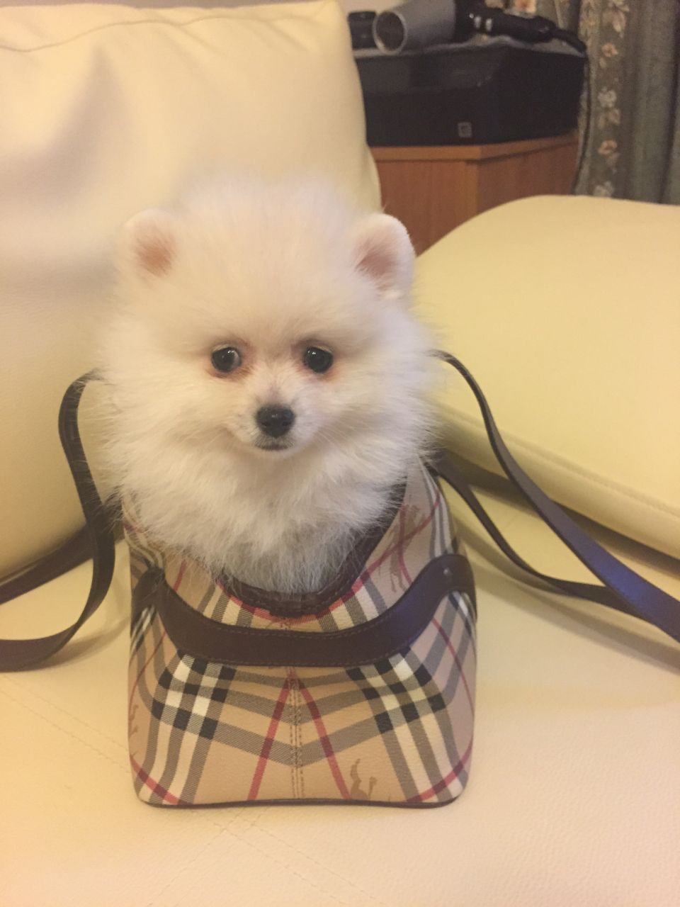 pomeranian_puppies_for_sale_thefamilypoms