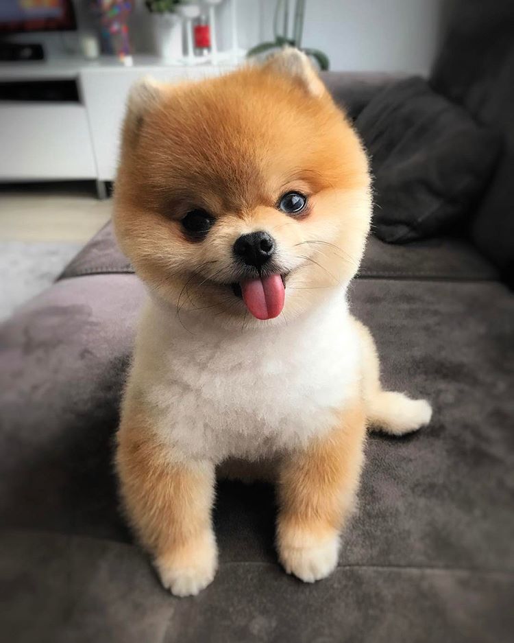 thecup-pomeranian-puppies-for-sale-thefamilypoms